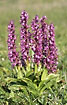 Early-purple Orchids