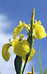 Yellow Iris against a blue sky