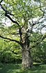Foto af Stilk-Eg (Quercus robur). Fotograf: 
