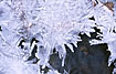 Ice crystals at a stream