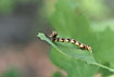 Caterpillar in a funny camouflage position