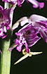Crab spider trying to hide by mimicking an orchid flower