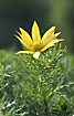 Flowering Adonis vernalis
