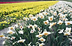 Large flowerfield with Narcis pseudonarcissus and Narcissus poeticus