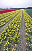 Large field with tulips and Narcis pseudonarcissus
