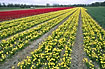 Large flowerfield of tulips and Narcis pseudonarcissus
