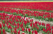 Large flowerfield of tulips