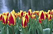 Photo of (Tulipa sp.). Photographer: 