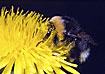 Bumble bee gathering pollen on dandelion