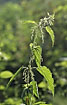 Photo ofCommon Nettle (Urtica dioica). Photographer: 