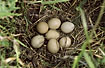 Egg in pheasant nest