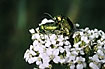 Beetles (chrysomelidae) mating