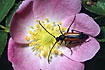 Longhorn beetle eating pollen in a rose flower