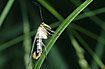 Scorpion Fly male showing its scorpionlike tail