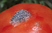 Spore bearing mould on tomato