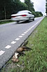 Roadkilled Beech Marten
