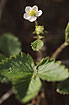 Foto af Bakke-Jordbr (Fragaria viridis). Fotograf: 