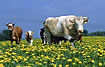 A group of curios cows in a dandelion field