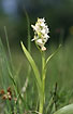 White version of Western Marsh orchid