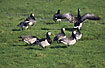 A group of Barnacle Geese