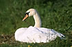 Mute Swan resting