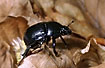 Dor Beetle crawling on the forest floor