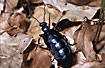 Oil beetle on the foreste floor