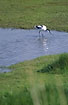 Fouraging Avocet with its oddly curved bill