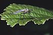 A mosquito (chironomid or "non-biting midge) male with bushy antennae