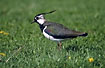 Northern Lapwing on a meadow