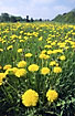 Field of dandelions - a crop used for medicin production