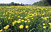 Field of dandelions - a crop used for medicin production