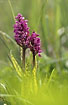Western Marsh Orchid with spotted leaves