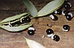 Fruits with elaisom for attracting ants dispersing the seed