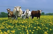 A group of curios cows in a dandelion field
