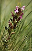 Foto af Mose-Troldurt (Pedicularis sylvatica). Fotograf: 