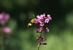 Photo ofNarrow-bordered Bee Hawk-moth (Hemaris tityus). Photographer: 