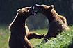 Young bears fighting (captive animals)