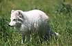 Arctic fox - the white morph still in its winter plumage (captive animal)
