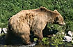 Brown Bear moves at the water edge (captive animal)