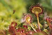 The insecteating Sundew with protein dissolving droplets