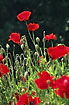 Big red poppies