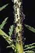 Aphids with ants