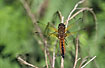 Scarce Chaser resting - juvenile male