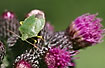 Green Shield Bug on purple thistle