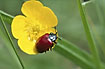 Read beetle on yellow buttercup