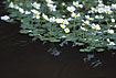 Photo ofWater Crowfoot (Ranunculus peltatus). Photographer: 
