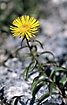 Foto af Svrd-Alant (Inula ensifolia). Fotograf: 
