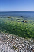 Stone and algae at the Baltic Sea