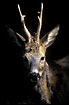 Close-up of Roe Deer